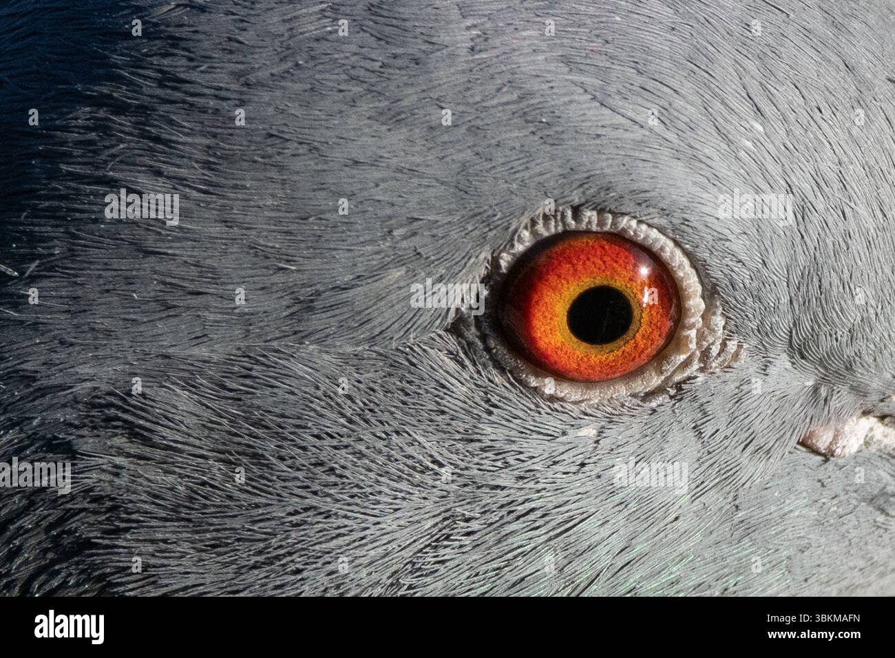 Immagine ravvicinata dell'impressionante occhio arancione di un piccione con dettagli intricati delle sue piume grigie, che evidenziano la texture e il vivace contrasto di colore. Foto Stock