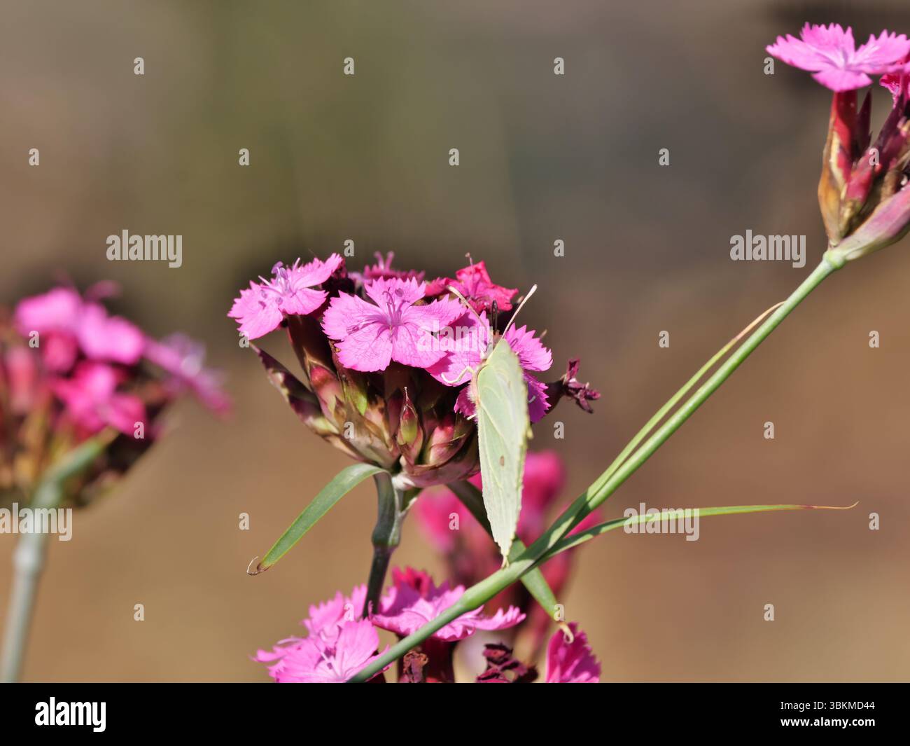 Gonepteryx rhamni, comune di pietra, adagiato su un'infiorescenza rosa-rossa di un garofano certosino o certosino di Dianthus carthusianorum Foto Stock