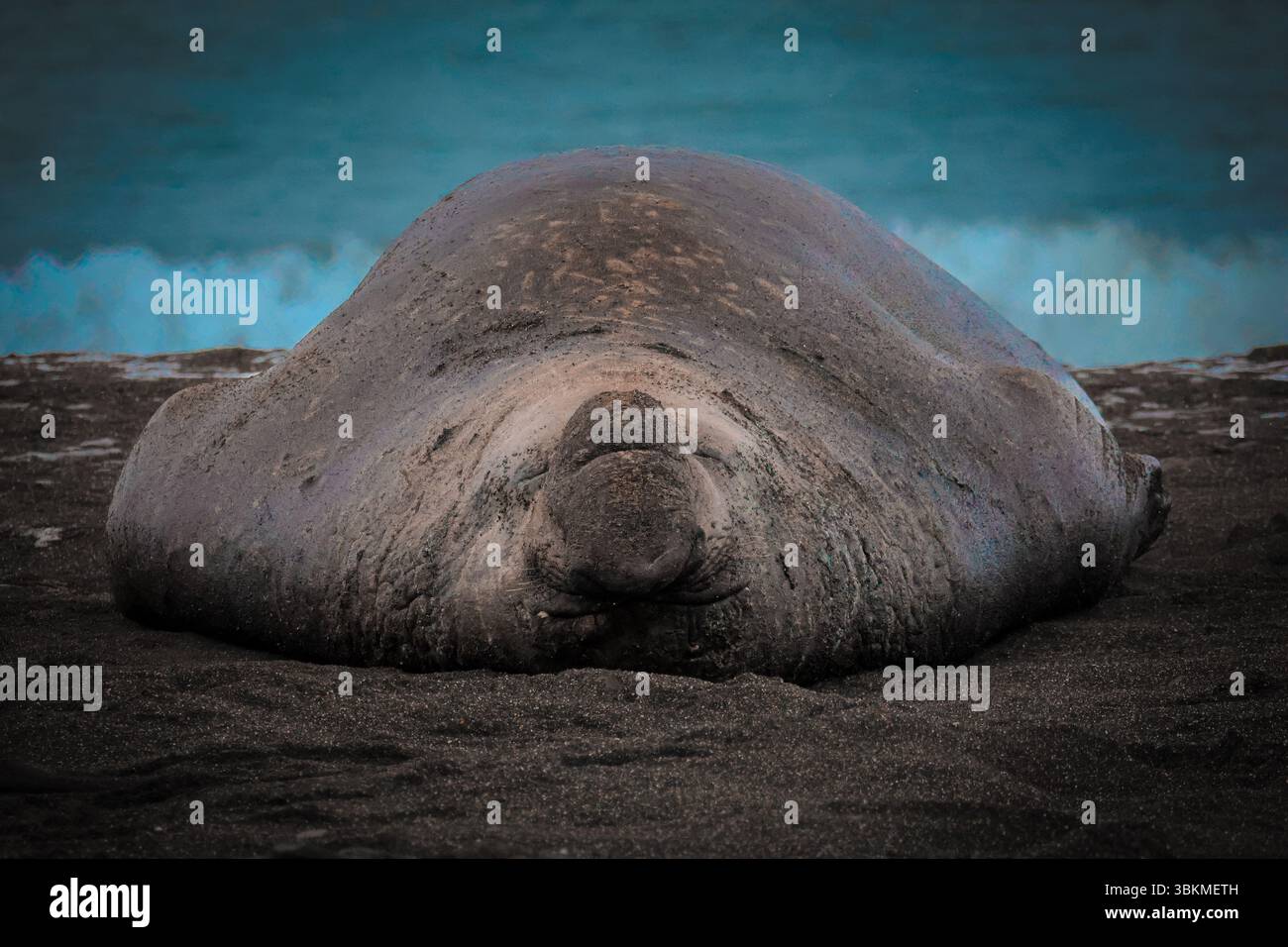 Foca elefante, distesa sulla schiena su una spiaggia Foto Stock