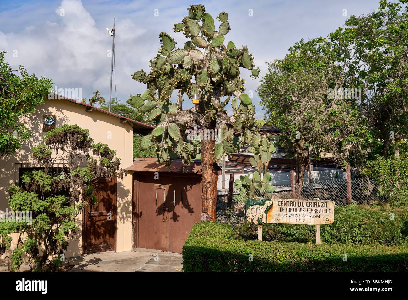 Große Opuntie (Opuntia echios) vor Schildkröten-Aufzuchtstation Fausto Llerena, Charles-Darwin-Forschungsstation, Puerto Ayora, Santa Cruz, Galapagos Foto Stock