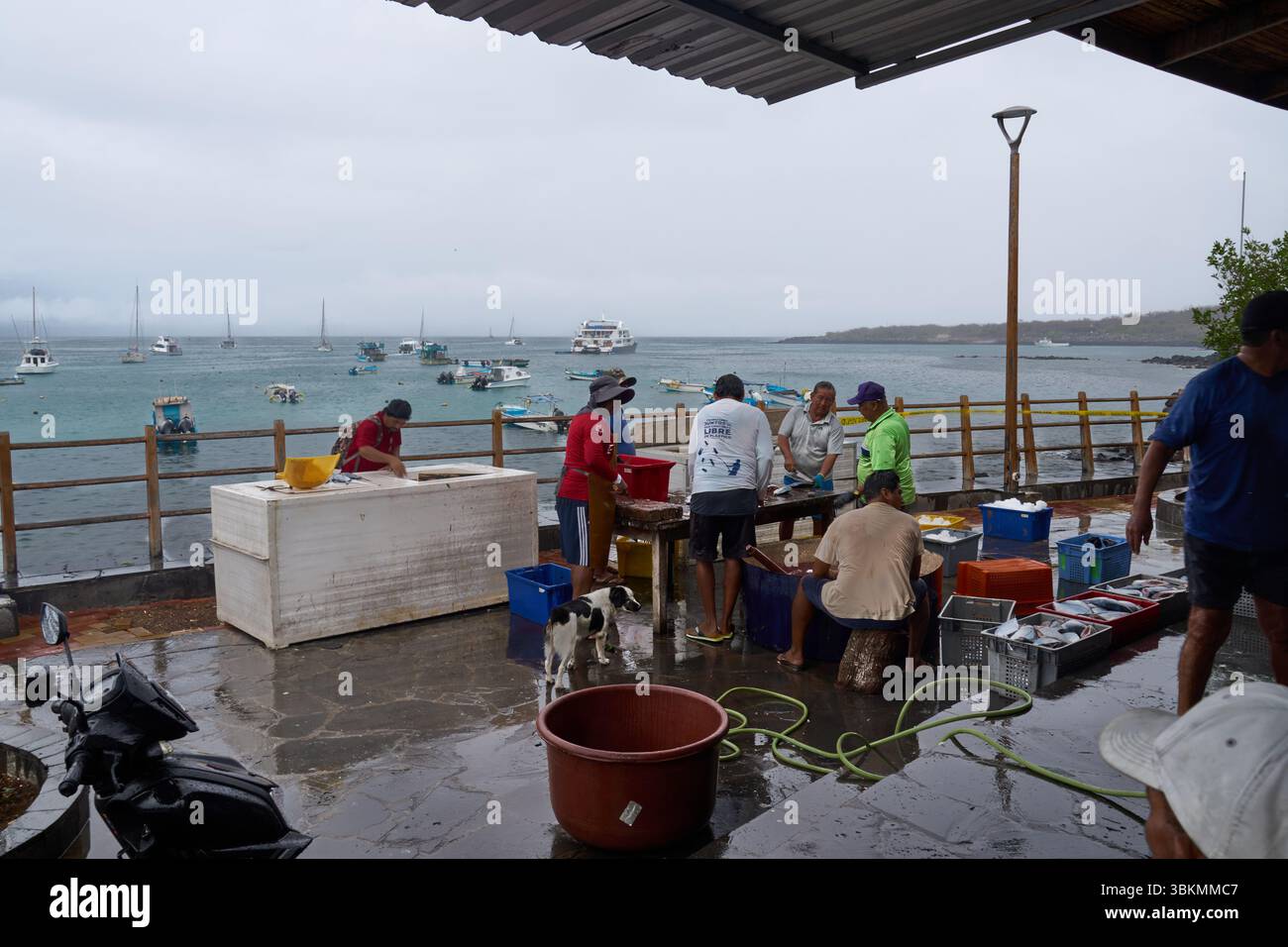 Fischmarkt, Hafen von Puerto Baquerizo Moreno, Isla San Cristóbal, Chatham, Galapagos, Galapagosinseln, Galápagos-Inseln, Islas Galápagos, Ecuador Foto Stock