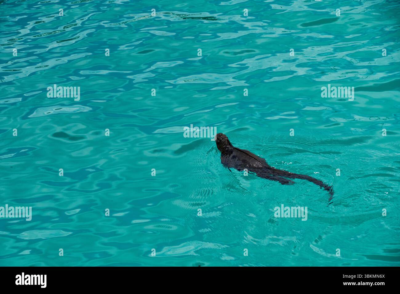 Meerechse (Amblyrhynchus cristatus), schwimmt im Wasser am Hafen von Puerto Villamil, Isla Isabela, Galapagos, Ecuador Foto Stock