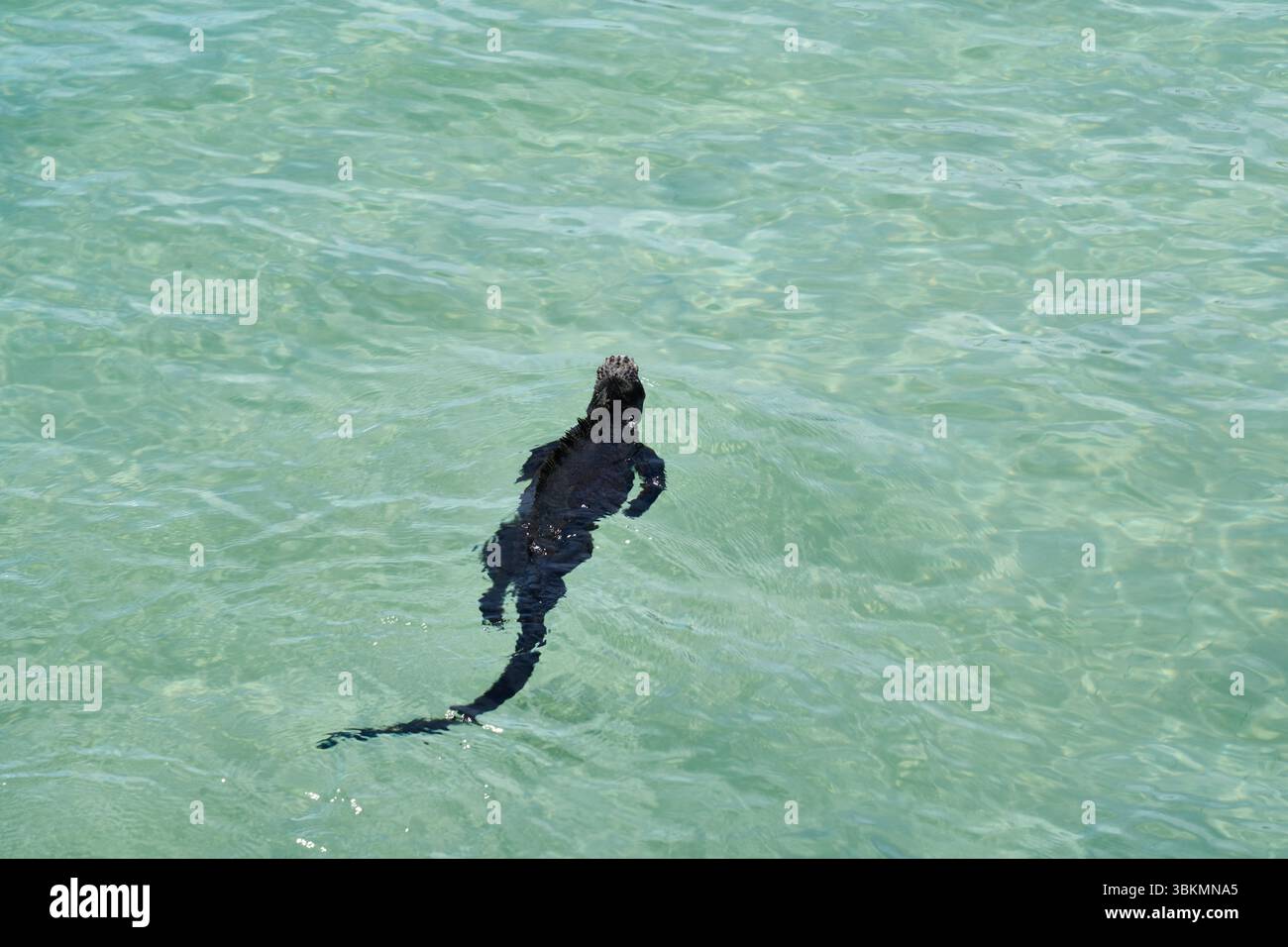 Meerechse (Amblyrhynchus cristatus), schwimmt im Wasser am Hafen von Puerto Villamil, Isla Isabela, Galapagos, Ecuador Foto Stock