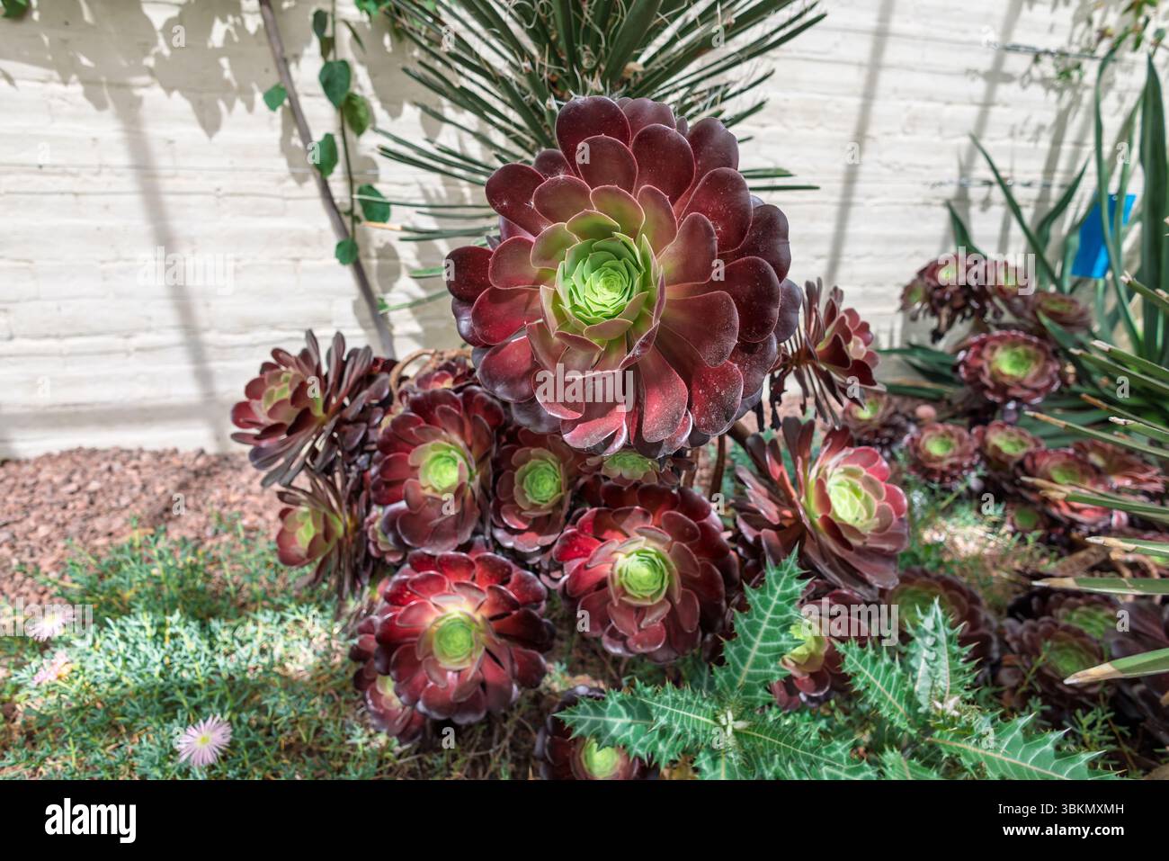 Una succulenta perenne sempreverde Aeonium arboreum Blackhead, anche Zwartkop. Foto Stock