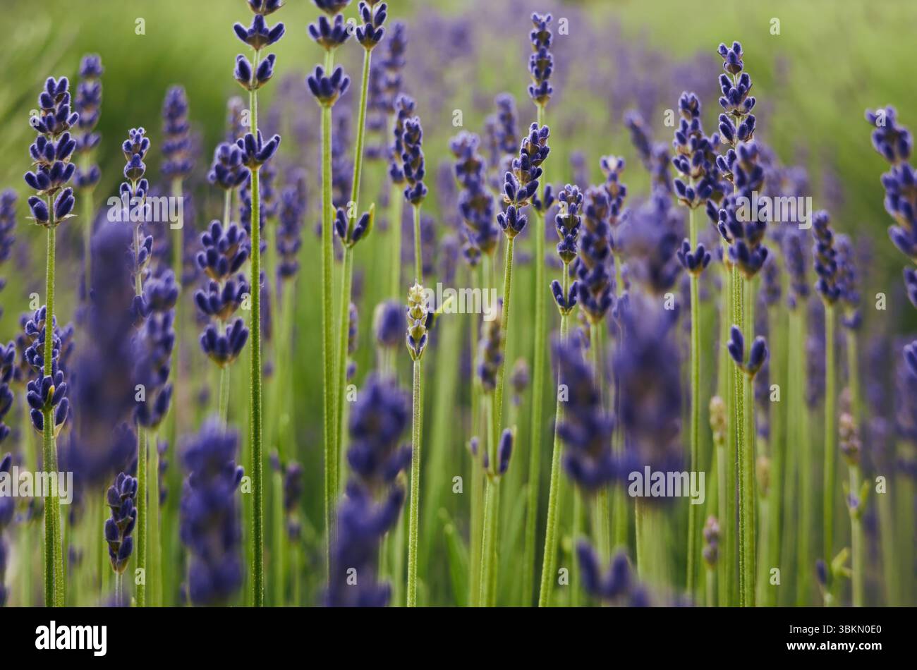 Bellissimo campo di fiori di lavanda con alcune api che ronzano nel mezzo. Concetto di tranquillità e calma, mentre i fiori viola oscillano Foto Stock
