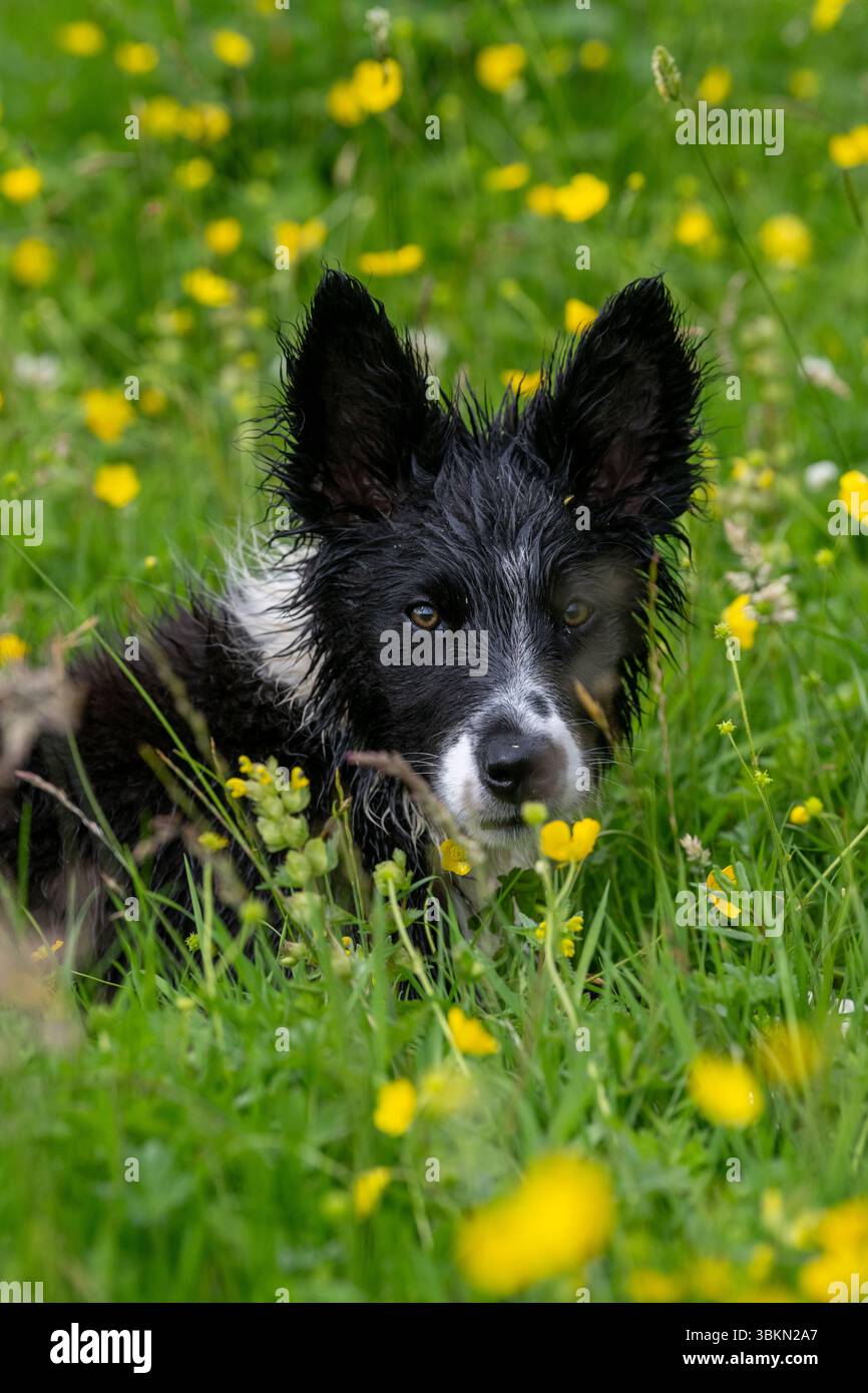 Border Collie cucciolo in un prato di fiori selvatici in un'umida mattina d'estate. Hawes, North Yorkshire, Regno Unito. Foto Stock