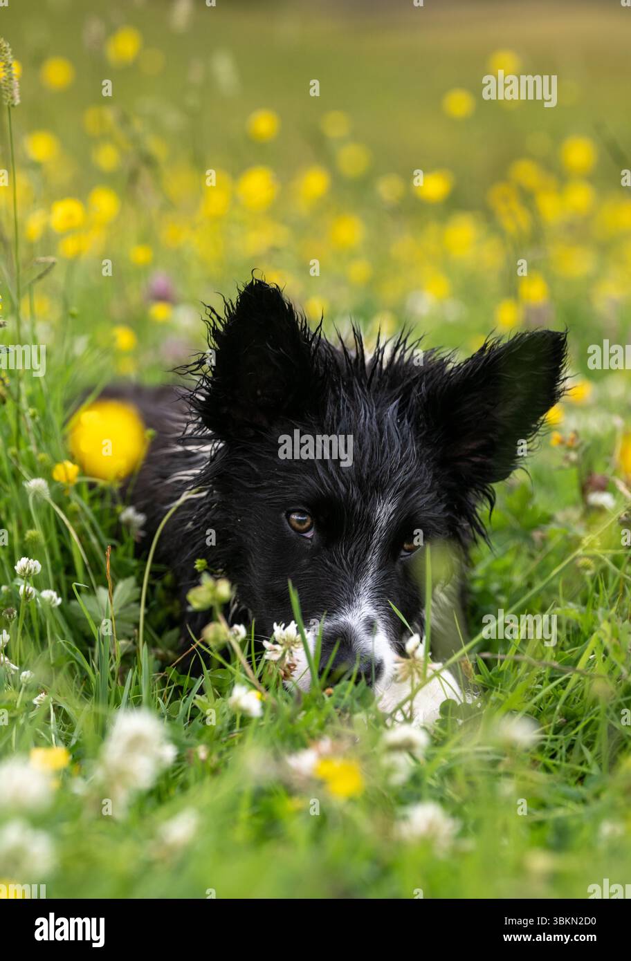 Border Collie cucciolo in un prato di fiori selvatici in un'umida mattina d'estate. Hawes, North Yorkshire, Regno Unito. Foto Stock