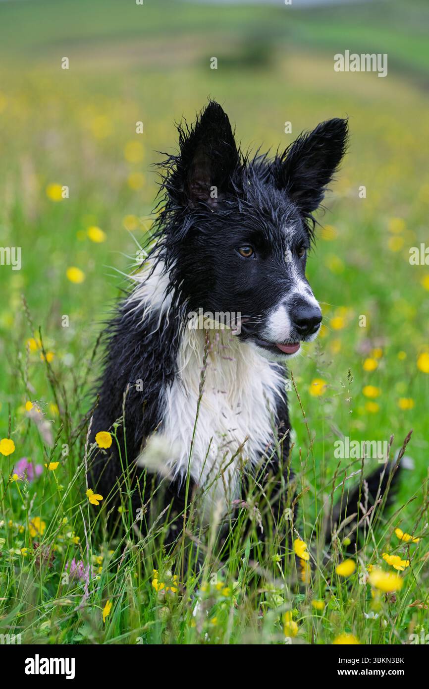 Border Collie cucciolo in un prato di fiori selvatici in un'umida mattina d'estate. Hawes, North Yorkshire, Regno Unito. Foto Stock