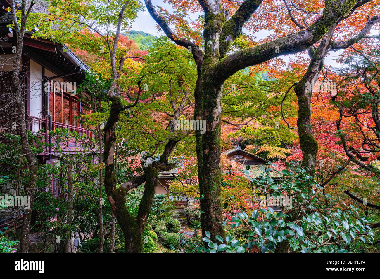 Il bellissimo tempio Jakko-in di Ohara durante la stagione autunnale. Kyoto, Giappone. Foto Stock
