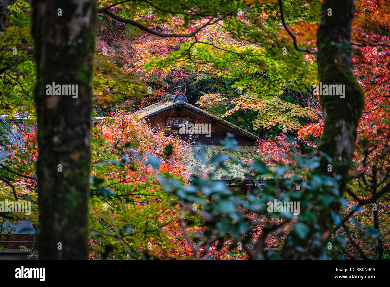 Il bellissimo tempio Jakko-in di Ohara durante la stagione autunnale. Kyoto, Giappone. Foto Stock