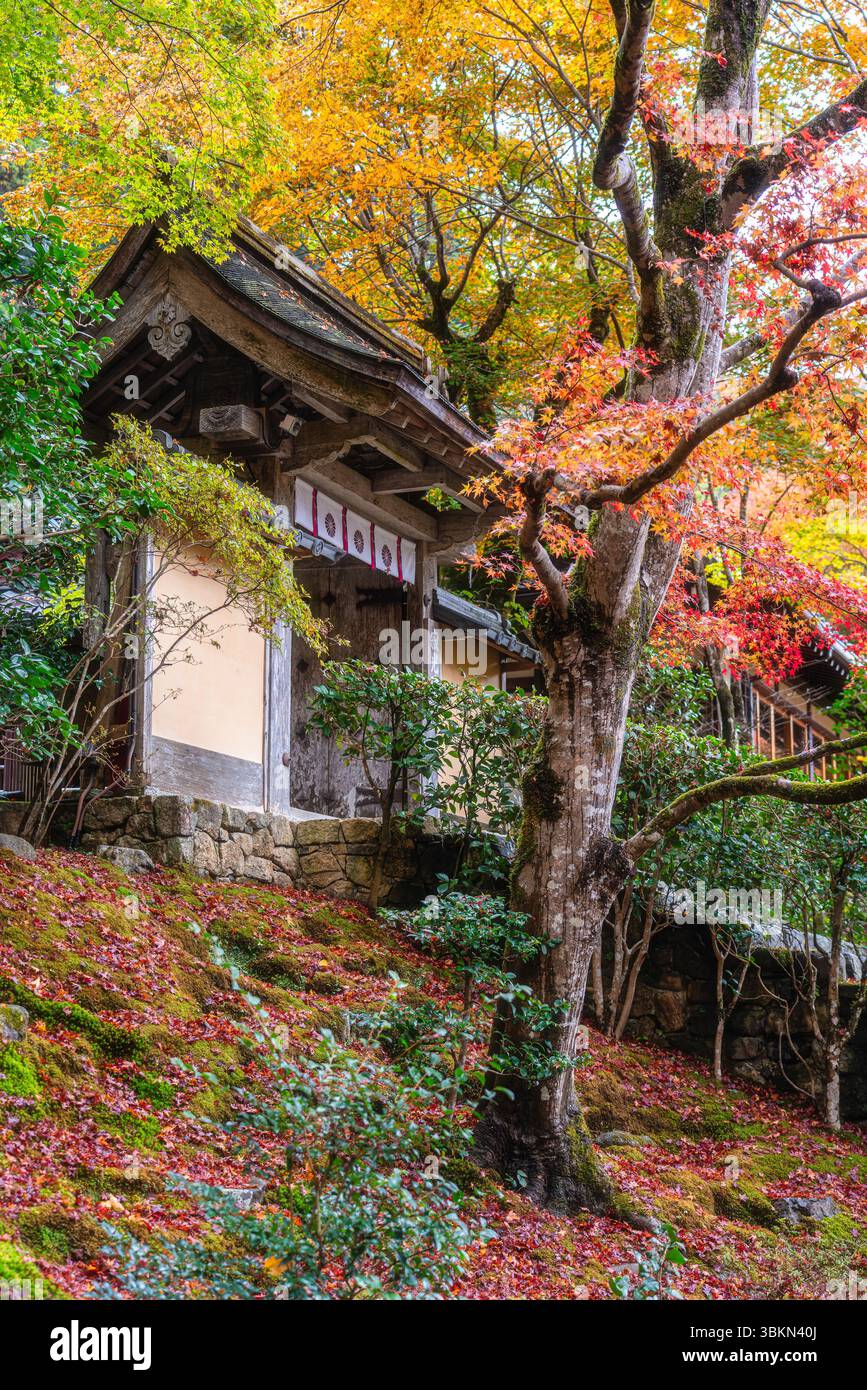 Il bellissimo tempio Jakko-in di Ohara durante la stagione autunnale. Kyoto, Giappone. Foto Stock