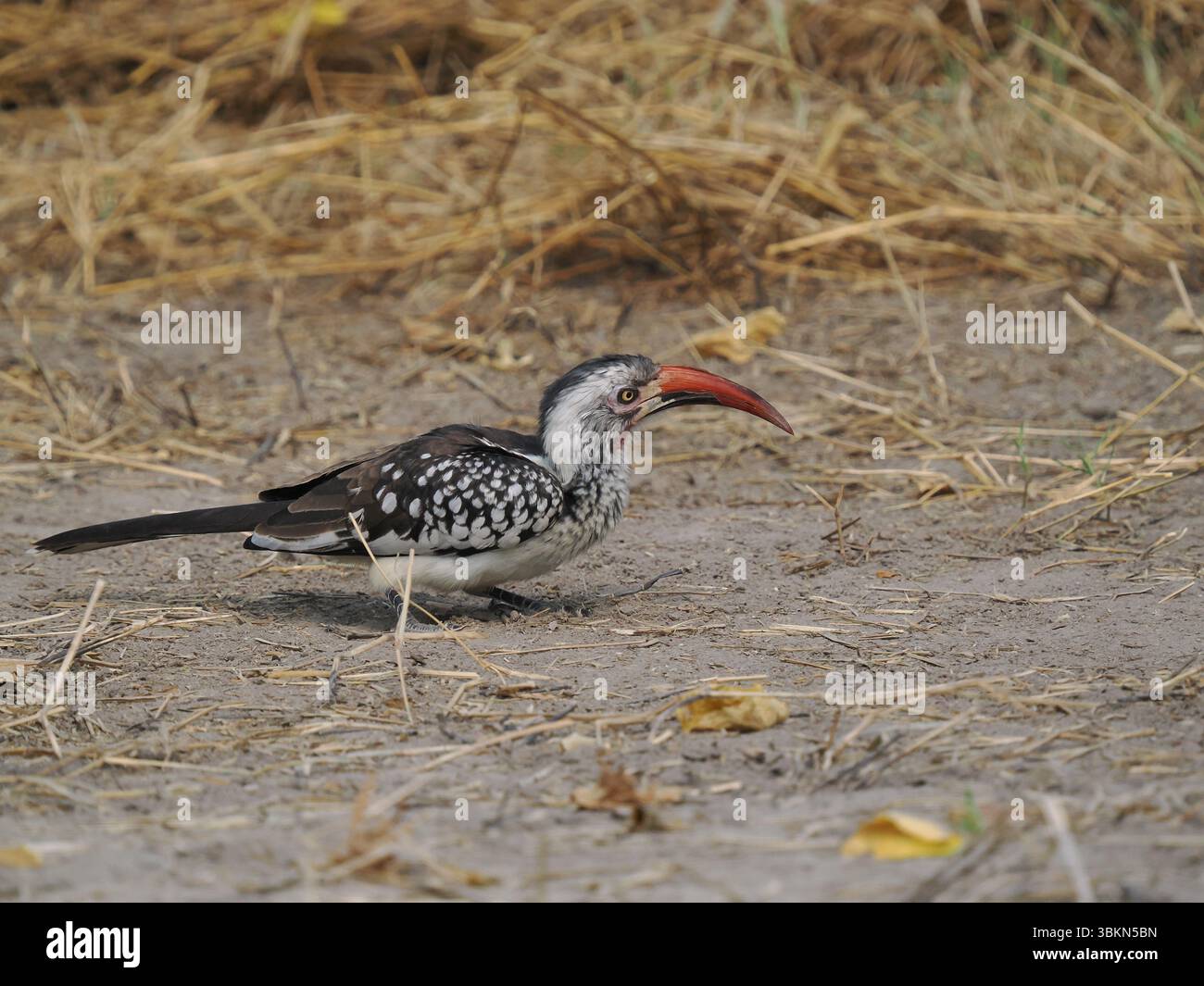 Il carpino a becco rosso del sud è una specie molto comune in Botswana con feste di famiglia che appare ovunque. Foto Stock