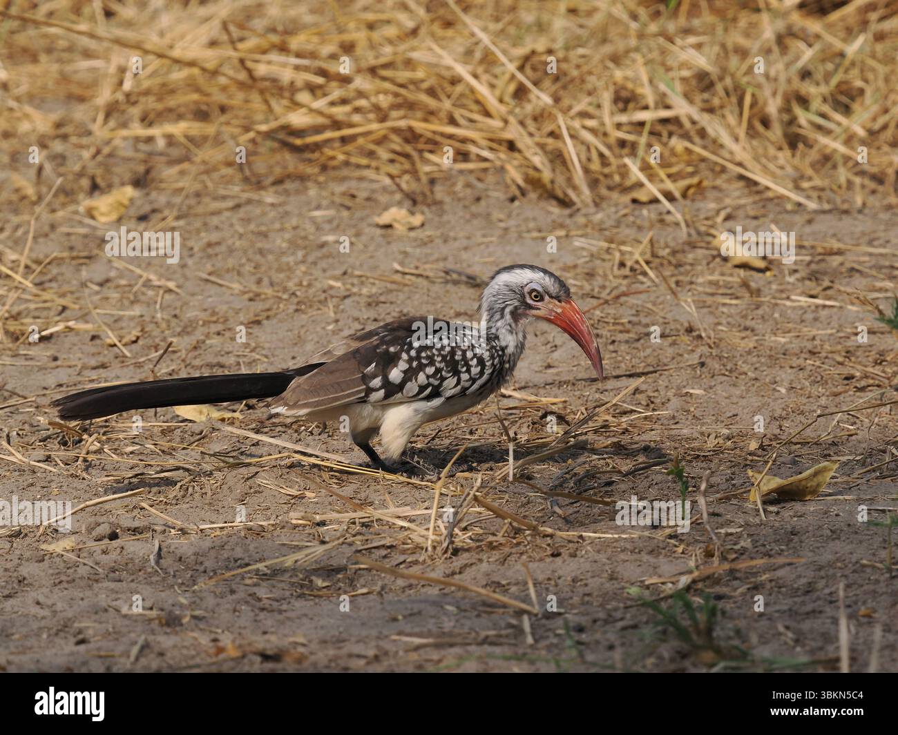 Il carpino a becco rosso del sud è una specie molto comune in Botswana con feste di famiglia che appare ovunque. Foto Stock