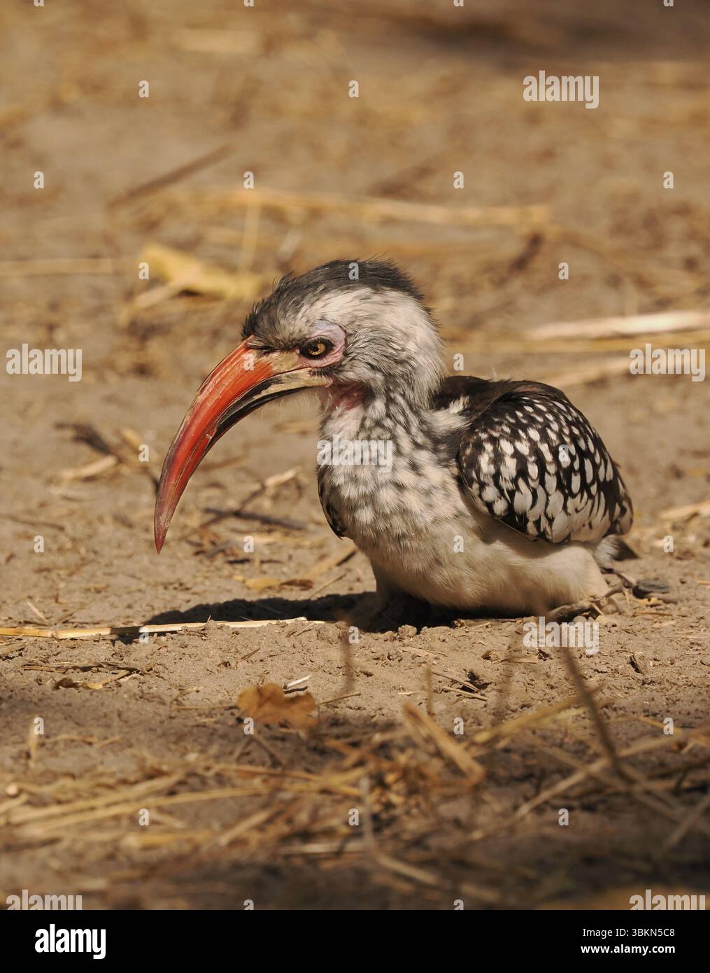 Il carpino a becco rosso del sud è una specie molto comune in Botswana con feste di famiglia che appare ovunque. Foto Stock