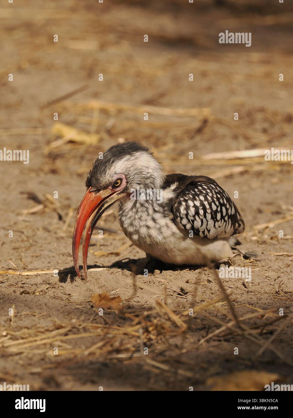 Il carpino a becco rosso del sud è una specie molto comune in Botswana con feste di famiglia che appare ovunque. Foto Stock