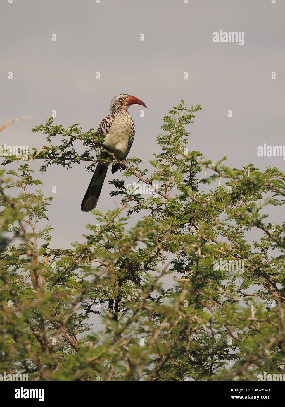 Il carpino a becco rosso del sud è una specie molto comune in Botswana con feste di famiglia che appare ovunque. Foto Stock