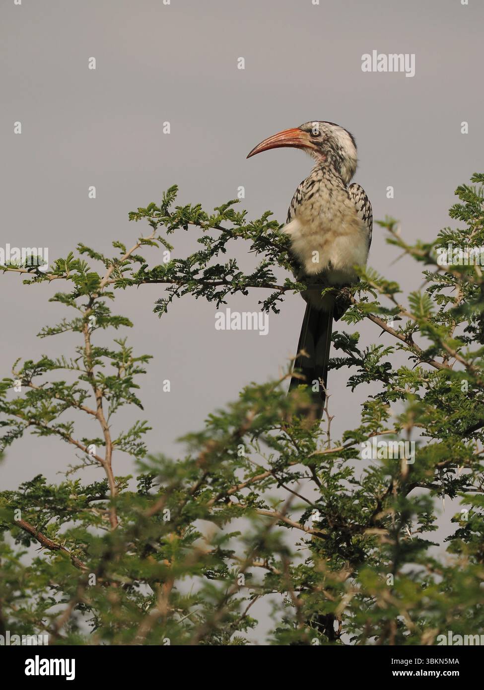 Il carpino a becco rosso del sud è una specie molto comune in Botswana con feste di famiglia che appare ovunque. Foto Stock