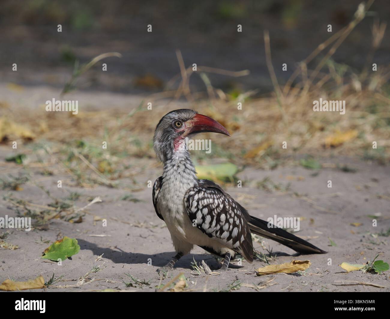 Il carpino a becco rosso del sud è una specie molto comune in Botswana con feste di famiglia che appare ovunque. Foto Stock