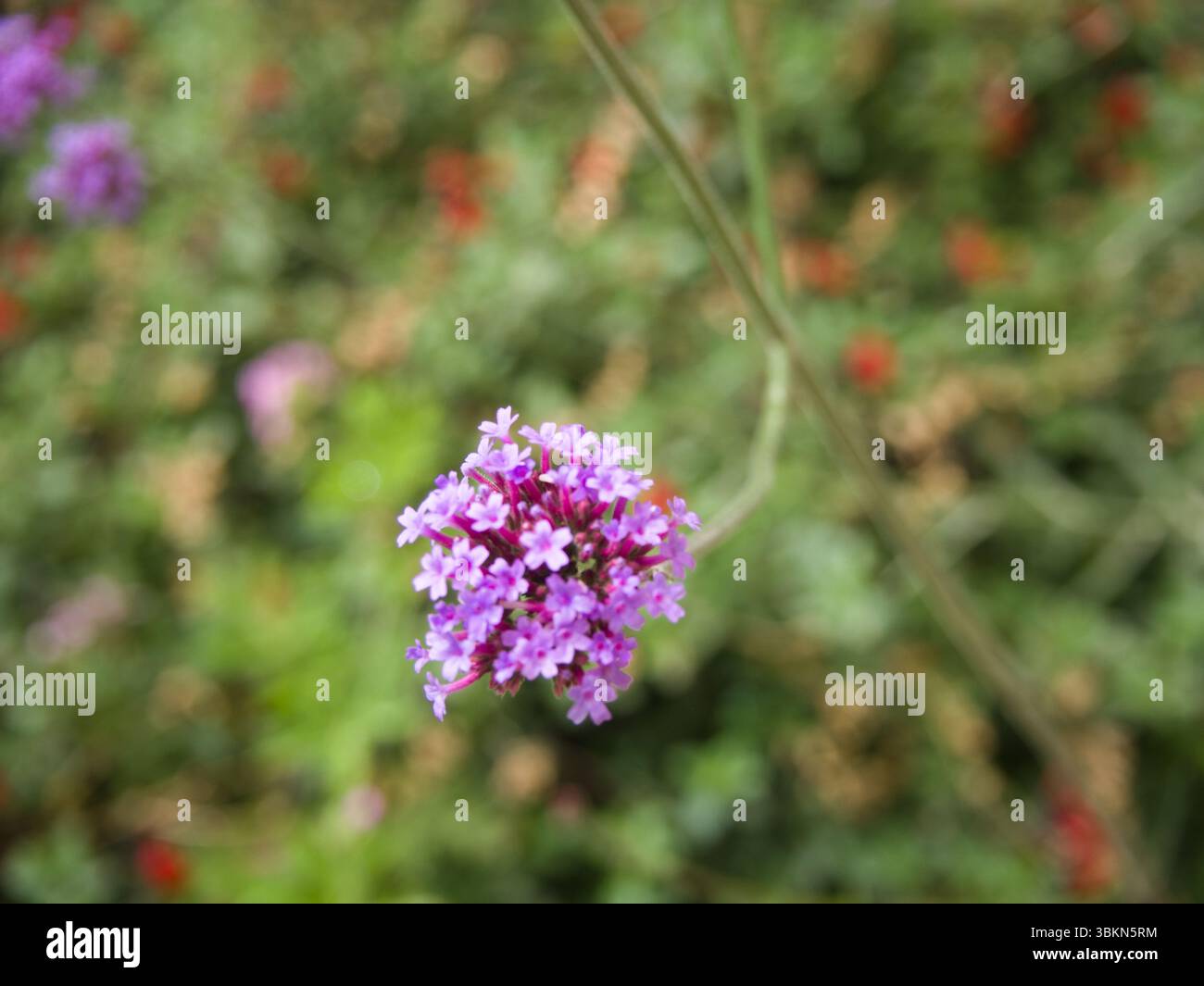 Vista dettagliata di petali viola verbena con sfondo verde naturale. Foto Stock