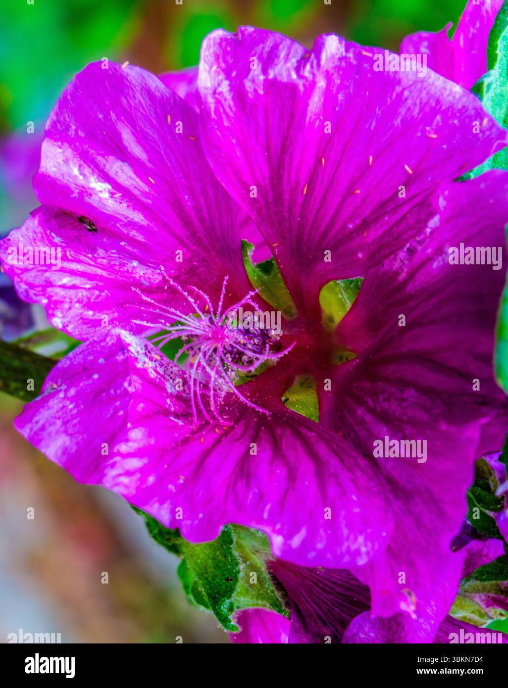 Lavatera thuringiaca fiore viola in primo piano che mostra la struttura della fioritura Foto Stock