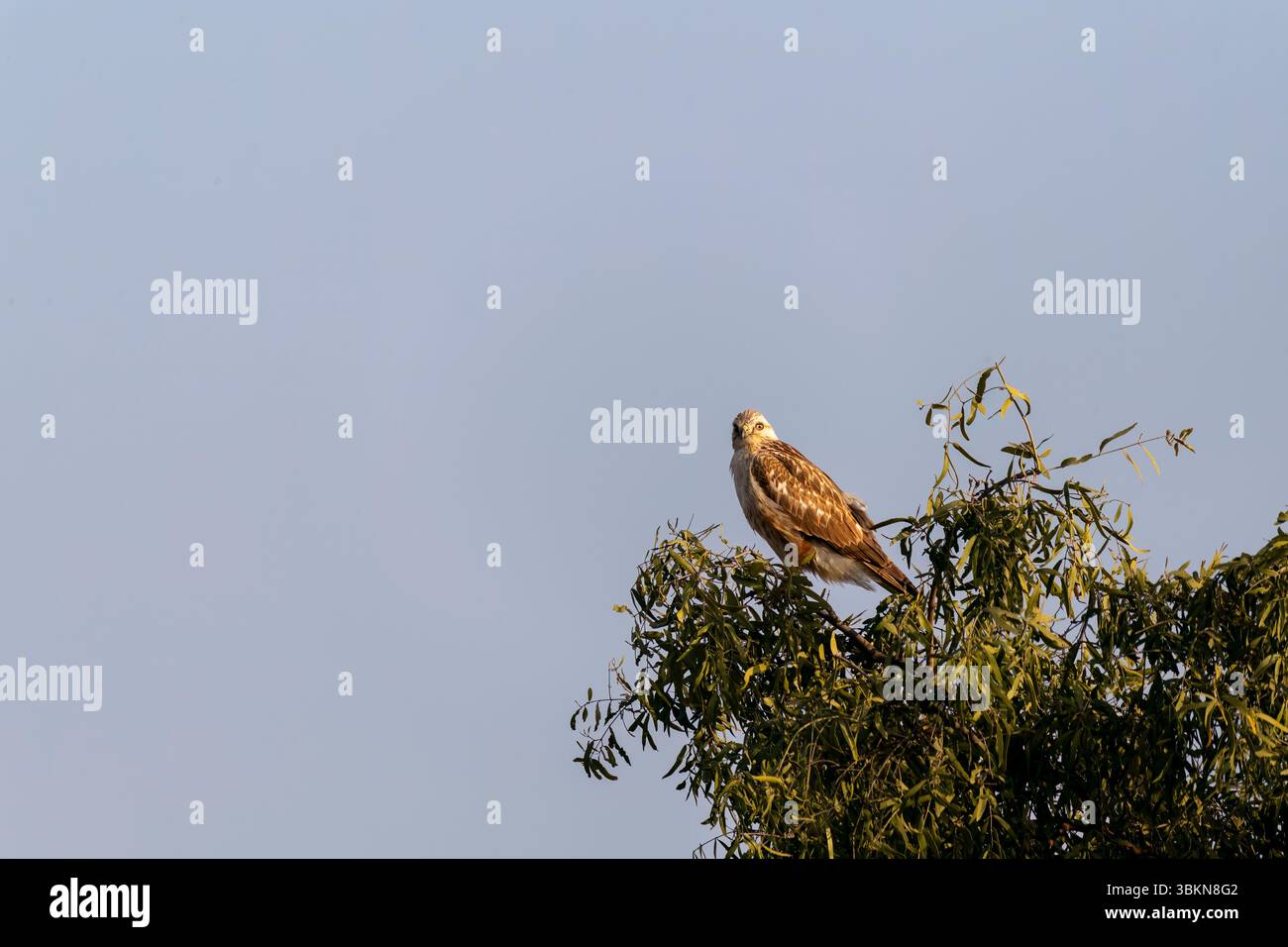 Un ronzio a gambe lunghe arroccato sulla cima di un albero alla periferia dell'area protetta di Jorbeer nell'area della città di Bikaner Foto Stock