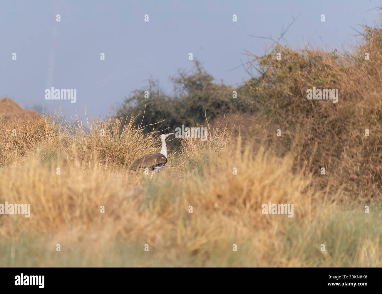 Un grande Bustard indiano che si nutre a terra nelle praterie del profondo parco nazionale del deserto interno alla periferia di Jaisalmer, Rajasthan Foto Stock