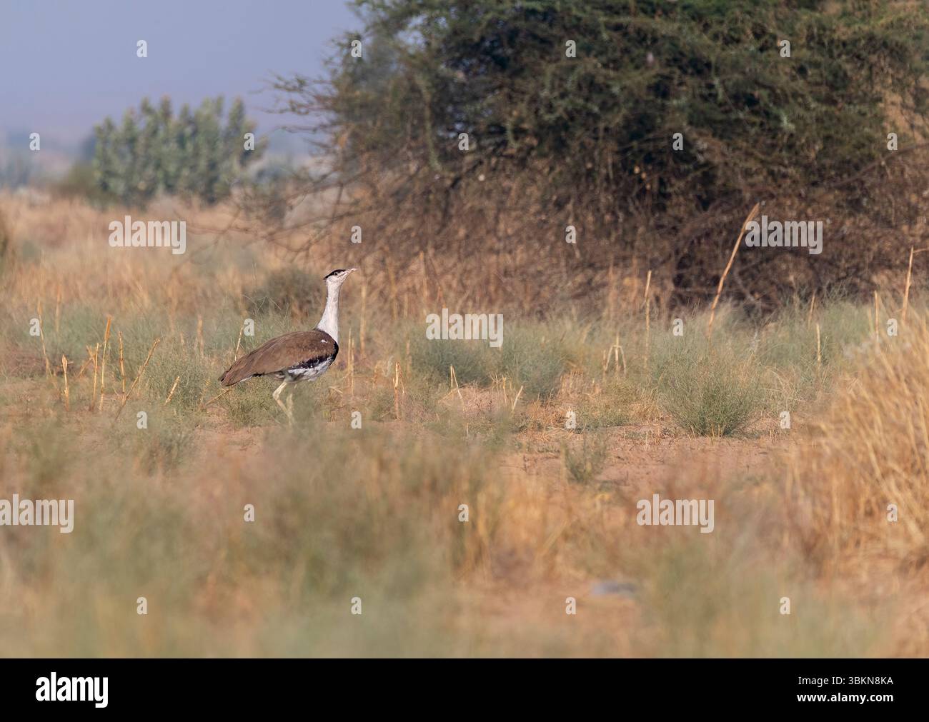 Un grande Bustard indiano che si nutre a terra nelle praterie del profondo parco nazionale del deserto interno alla periferia di Jaisalmer, Rajasthan Foto Stock