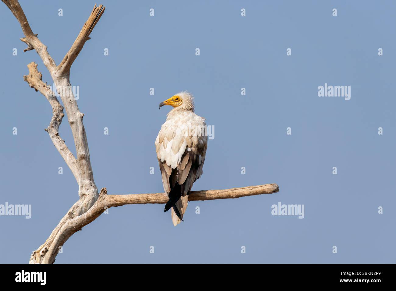 Un avvoltoio egiziano arroccato all'interno della riserva di conservazione dell'avvoltoio Jorbeer, alla periferia di Bikaner Foto Stock