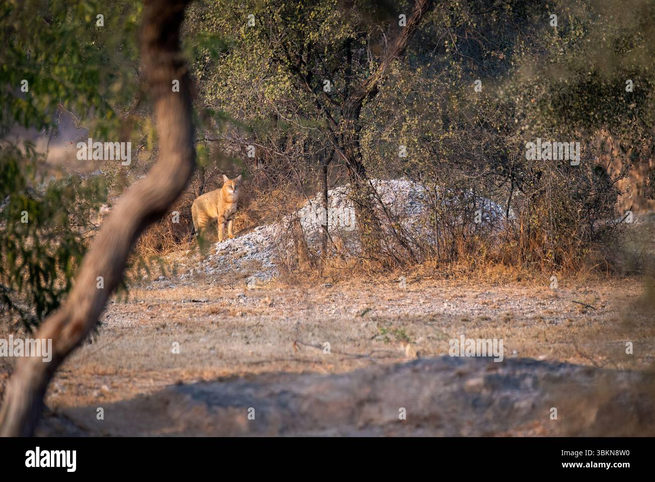 Un gatto della giungla nella periferia di Bikaner City Foto Stock