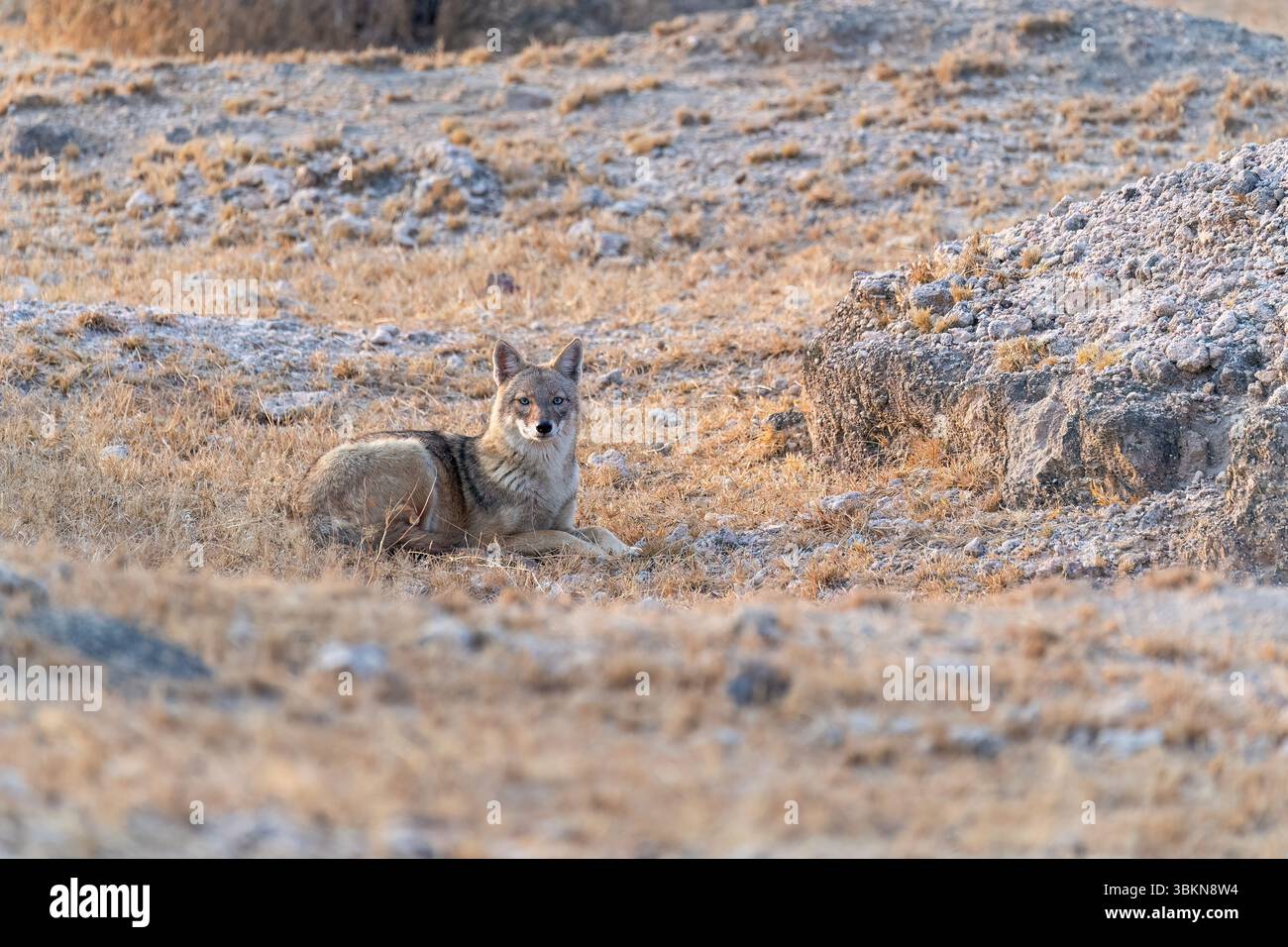 Un Jackal indiano che cammina attraverso i cespugli e il deserto nella periferia di Bikaner nel Rajasthan Foto Stock