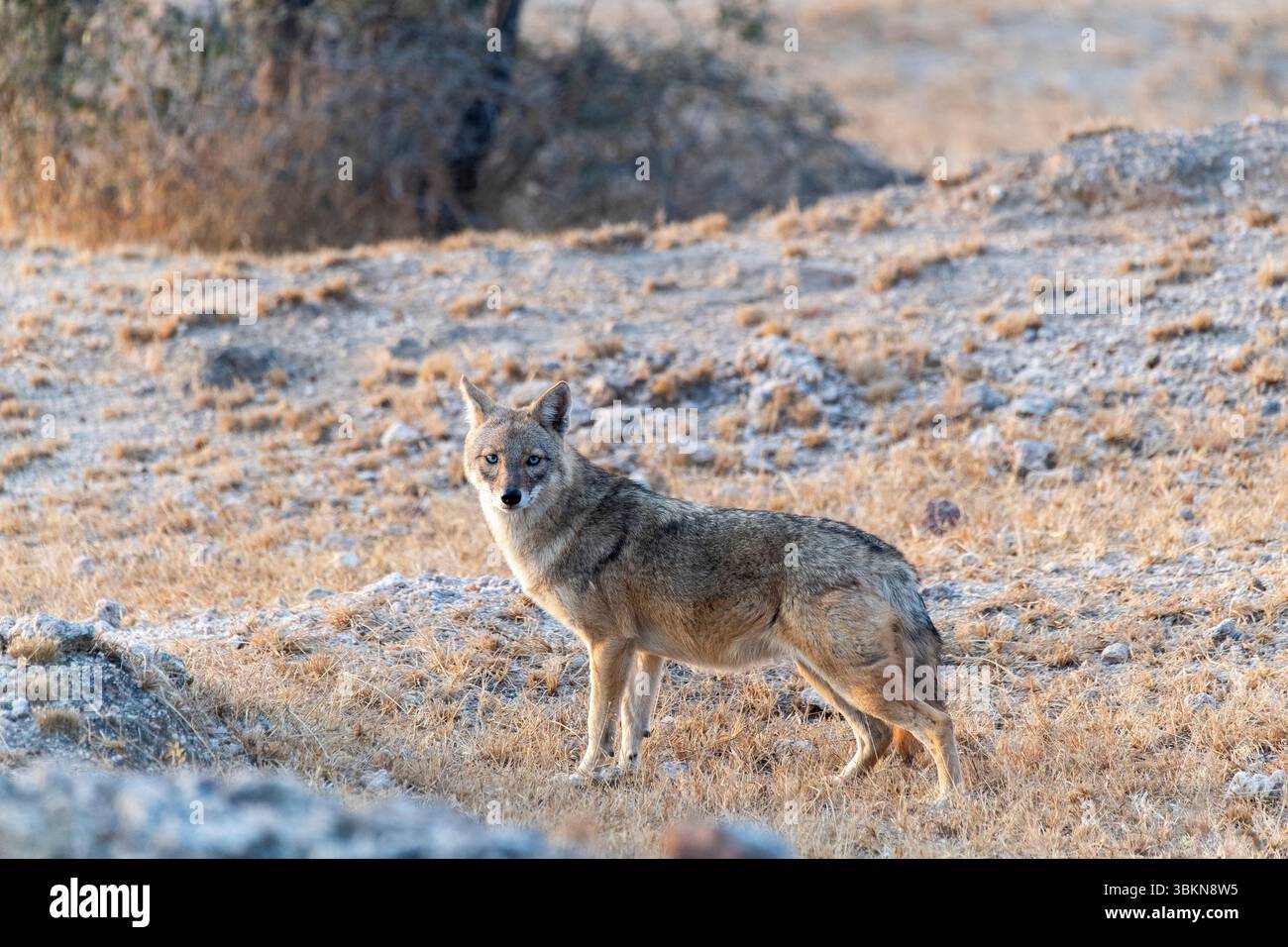 Un Jackal indiano che cammina attraverso i cespugli e il deserto nella periferia di Bikaner nel Rajasthan Foto Stock