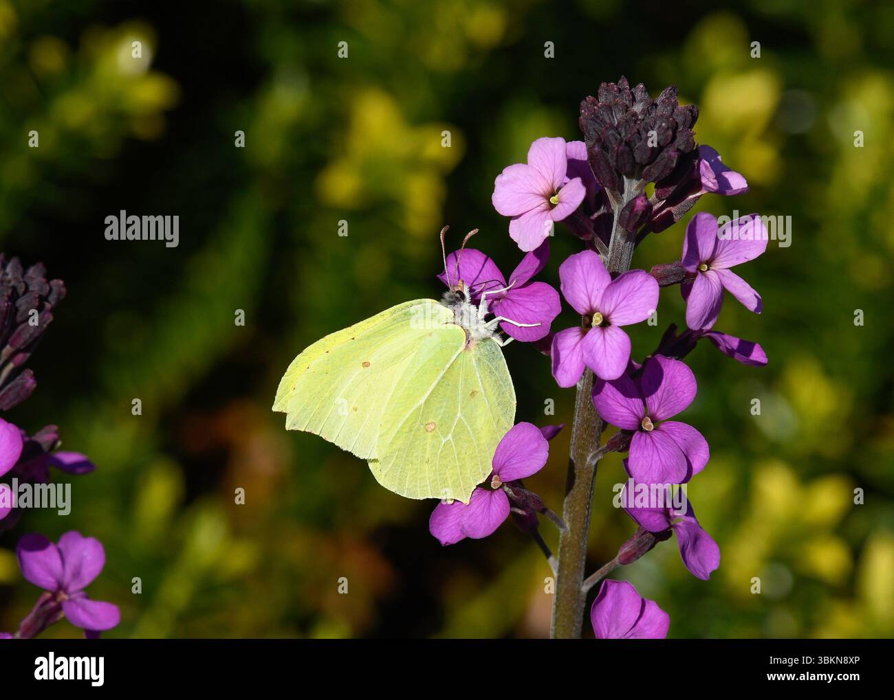 Una farfalla di pietra e un fiore di muratura alpino, Arnside, Milnthorpe, Cumbria, Regno Unito Foto Stock