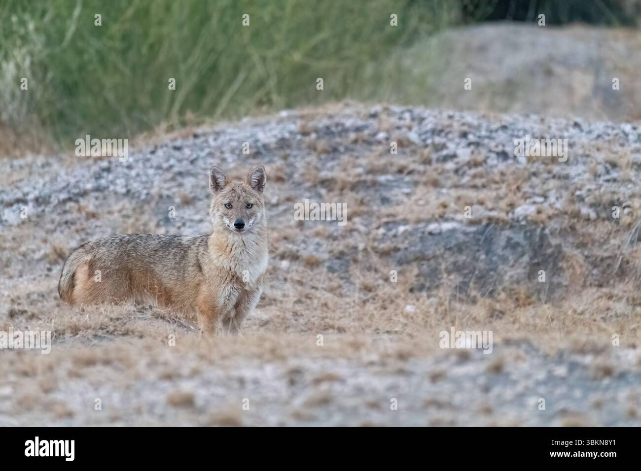 Un Jackal indiano che cammina attraverso i cespugli e il deserto nella periferia di Bikaner nel Rajasthan Foto Stock