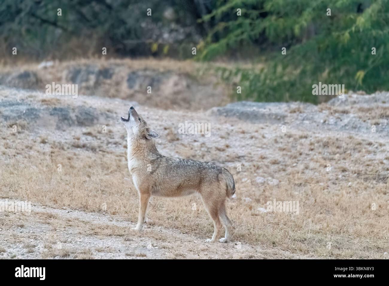 Un Jackal indiano che cammina attraverso i cespugli e il deserto nella periferia di Bikaner nel Rajasthan Foto Stock