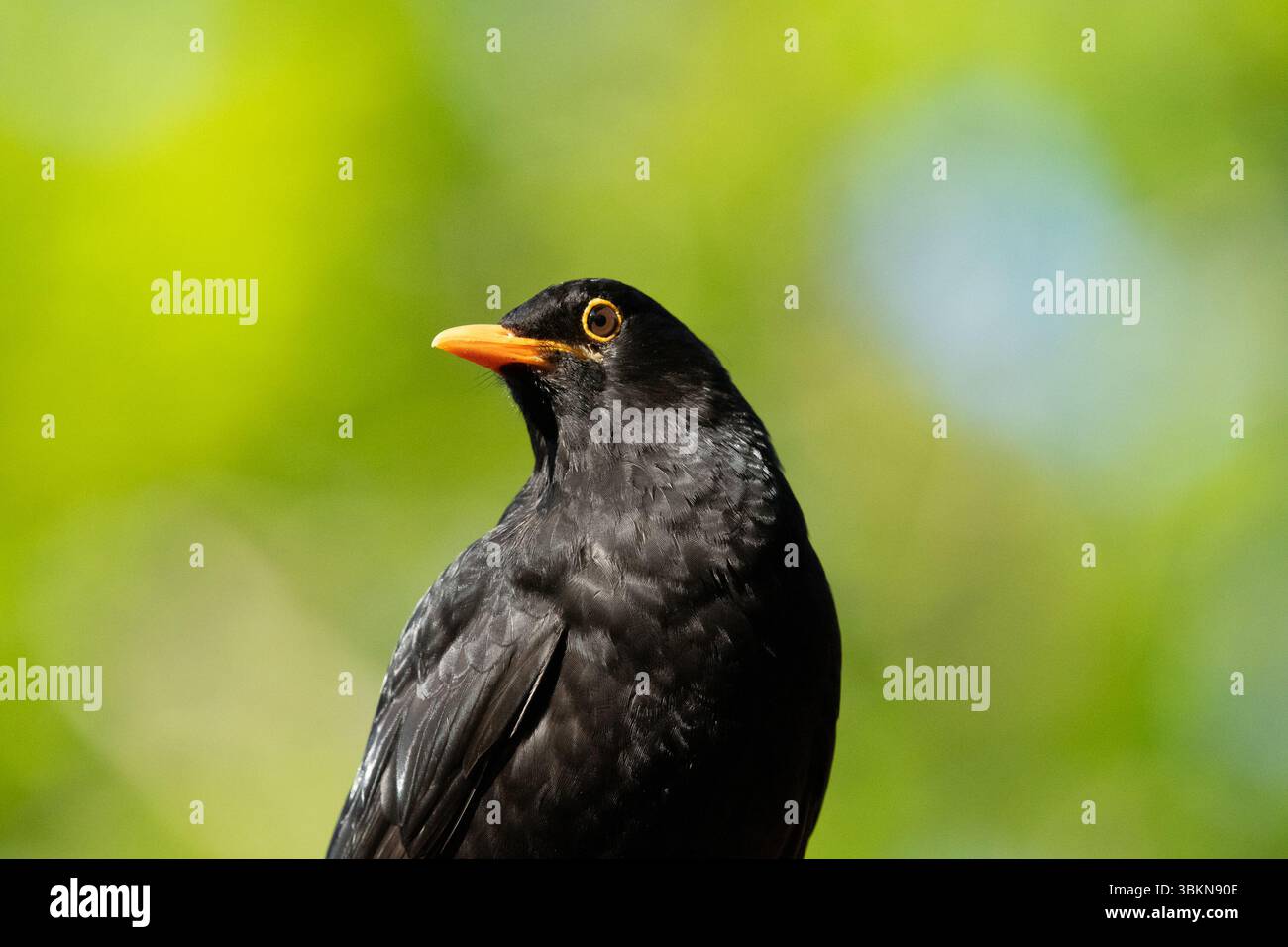 Un uccello nero maschio, Arnside, Milnthorpe, Cumbria, Regno Unito Foto Stock