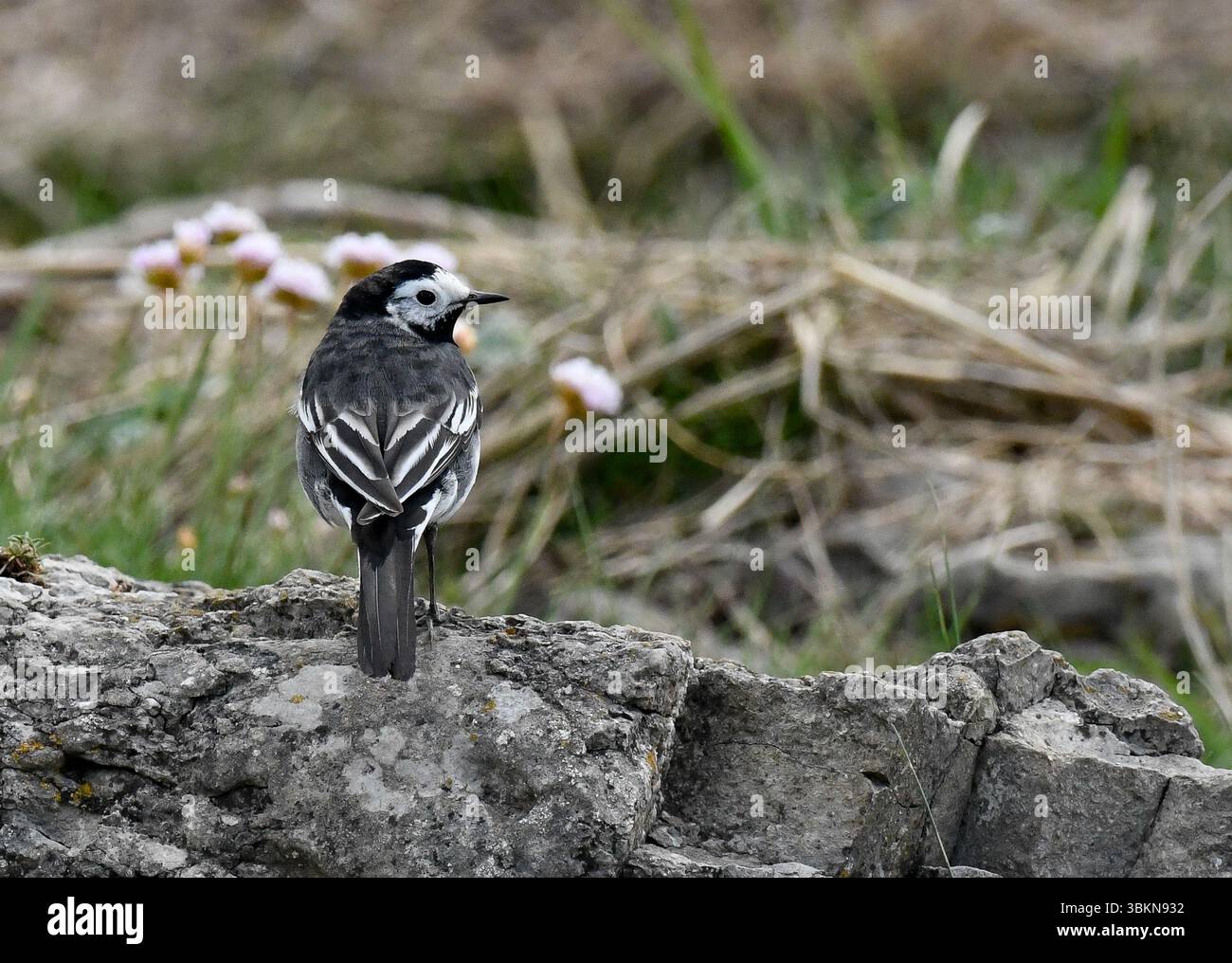 Una treccia pied, Arnside, Milnthorpe, Cumbria, Regno Unito Foto Stock