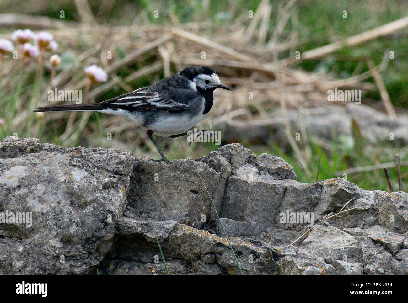 Una treccia pied, Arnside, Milnthorpe, Cumbria, Regno Unito Foto Stock