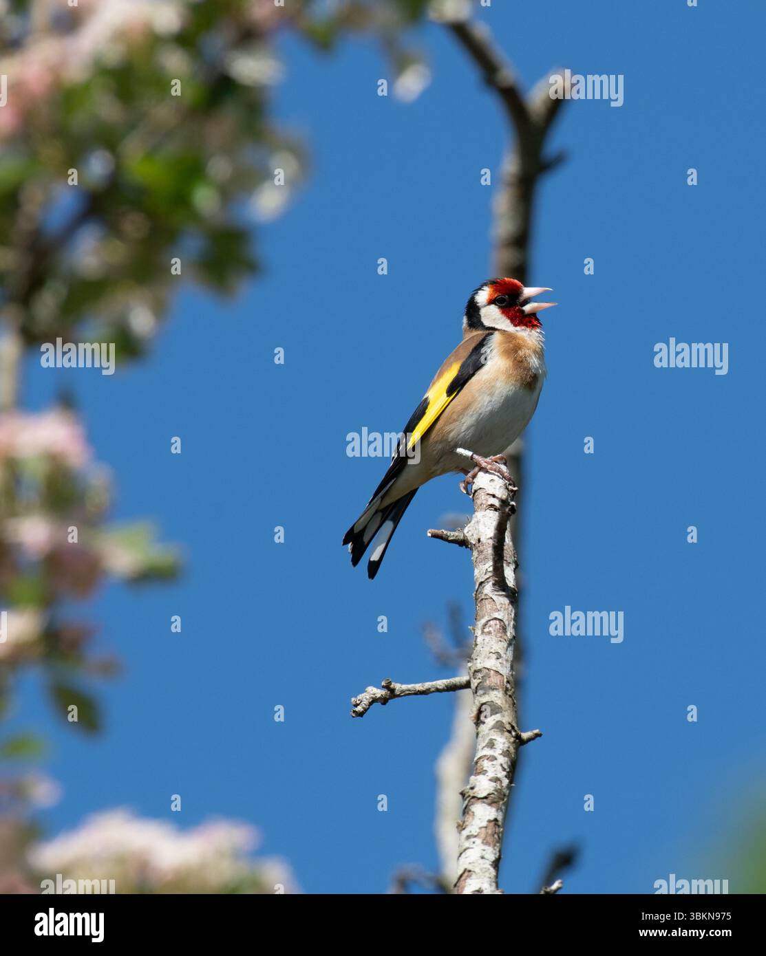 A goldfinch, Arnside, Milnthorpe, Cumbria, Regno Unito Foto Stock