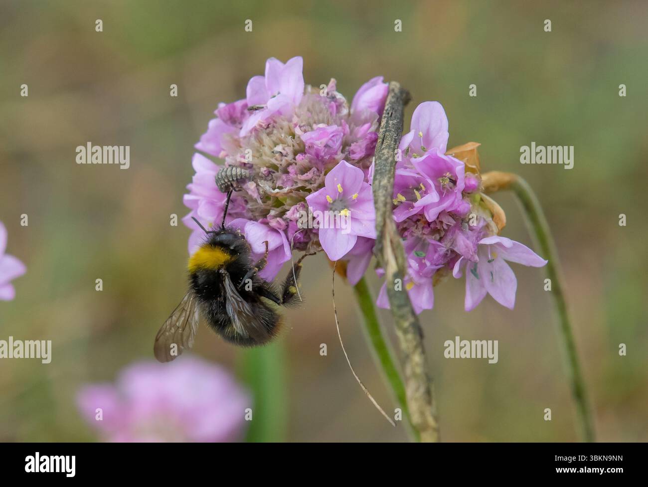 Un'ape bufala che raccoglie polline da un Sea Thrift, Arnside, Milnthorpe, Cumbria, Regno Unito Foto Stock