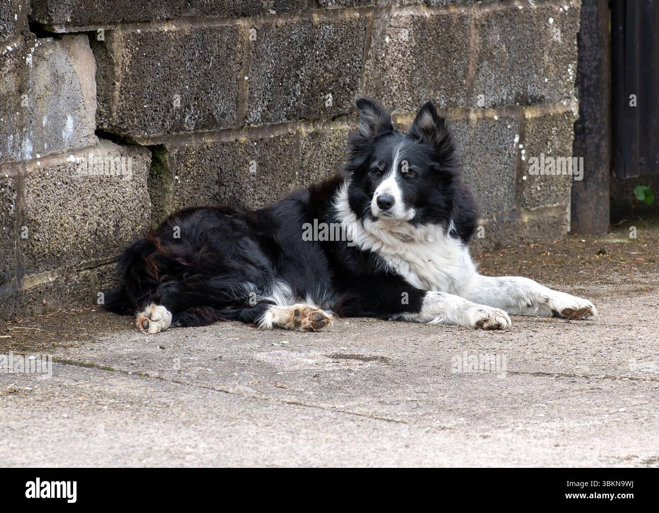 Un'azienda agricola confina con Collie, Appleby, Westmorland, Cumbria, Regno Unito. Foto Stock