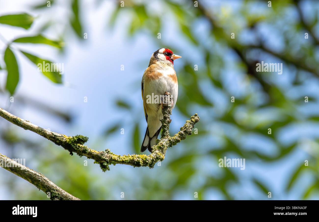 A goldfinch, Arnside, Milnthorpe, Cumbria, Regno Unito Foto Stock