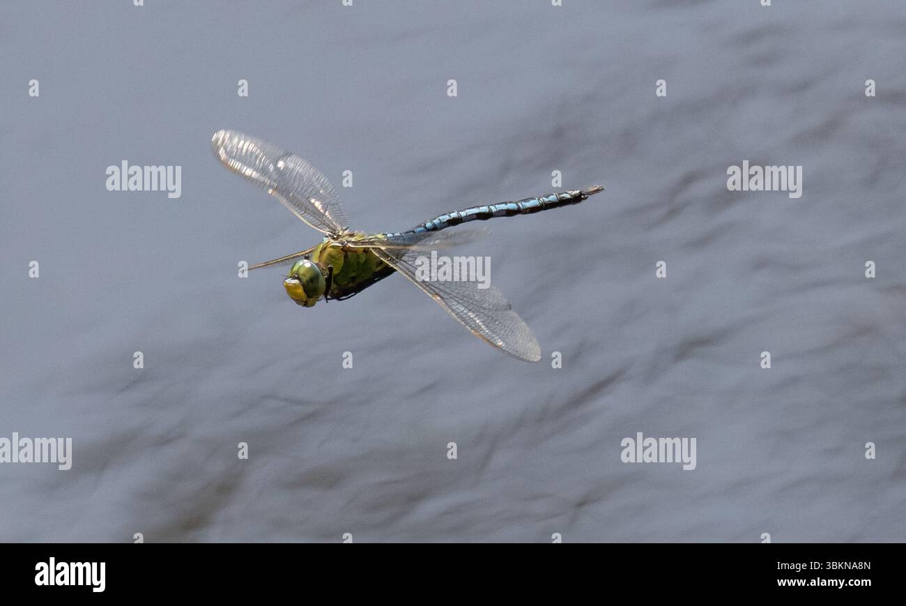 Una libellula imperatore che vola sopra lo stagno dei mulini a Chipping, Preston, Lancashire, Regno Unito. Fino a 82 mm itÕs la più grande libellula nella maggior parte dell'Europa. Foto Stock