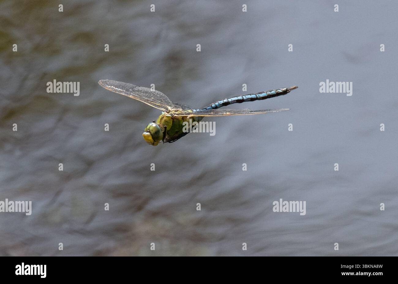 Una libellula imperatore che vola sopra lo stagno dei mulini a Chipping, Preston, Lancashire, Regno Unito. Fino a 82 mm itÕs la più grande libellula nella maggior parte dell'Europa. Foto Stock