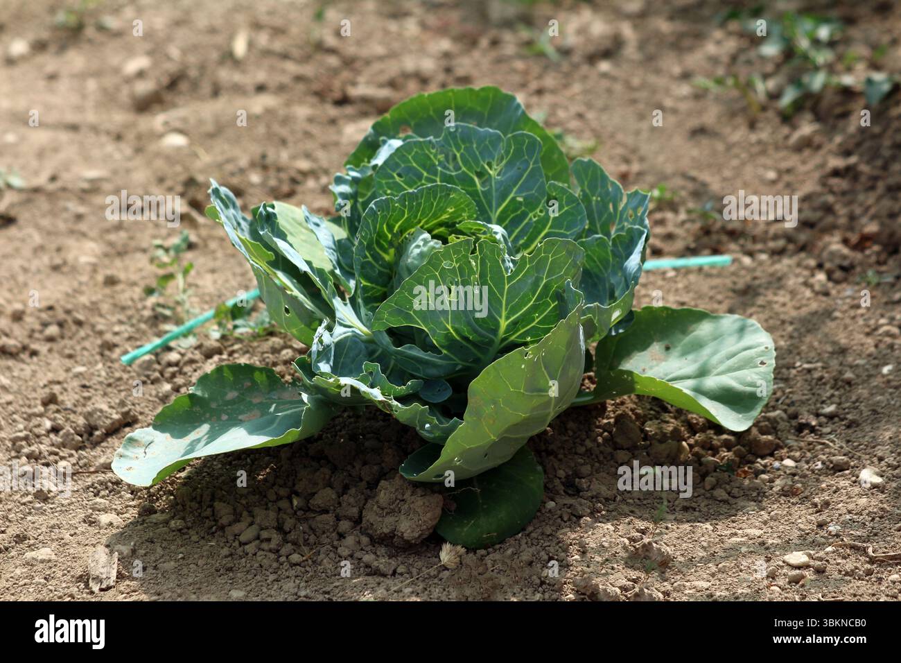 Il cavolo Brassica oleracea, chiamato anche cavolo bianco e cavolo olandese, forma una testa compatta a foglia con grandi foglie blu-verdi che mostrano buchi di insetti Foto Stock