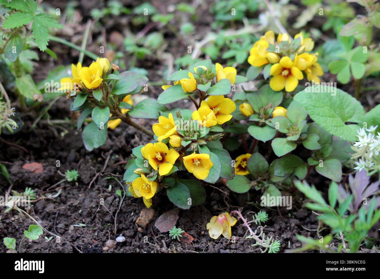 La strisciante jenny Lysimachia nummularia, chiamata anche moneywort e Herb twopence, forma un tappeto di foglie verdi rotonde e fiori gialli brillanti, diffondendosi Foto Stock
