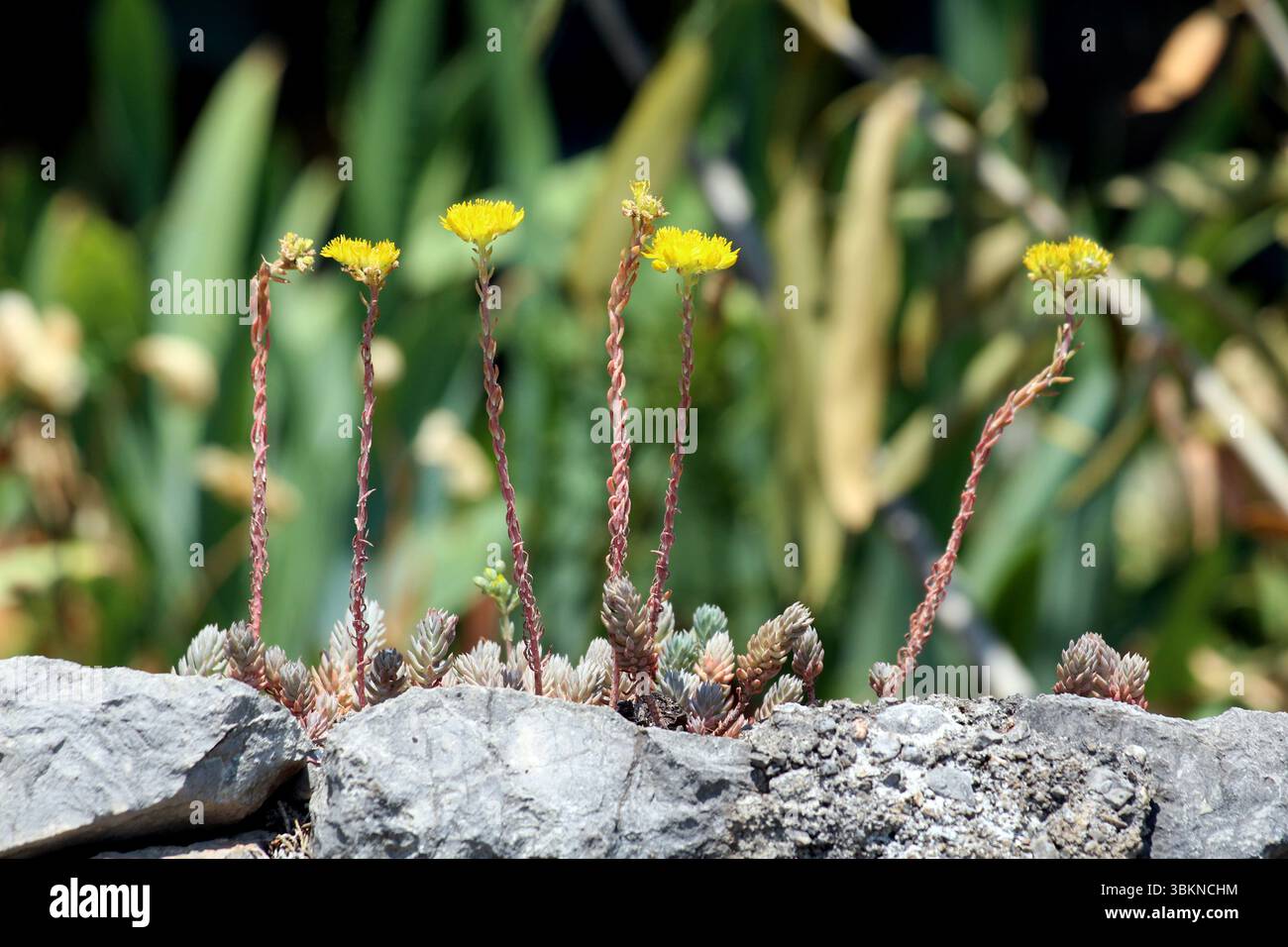 Goldmoss Stonecrop Sedum acre, chiamato anche Stonecrop mordente e stonecrop muscoloso, mostra piccoli fiori gialli a forma di stella su steli sottili, in crescita Foto Stock
