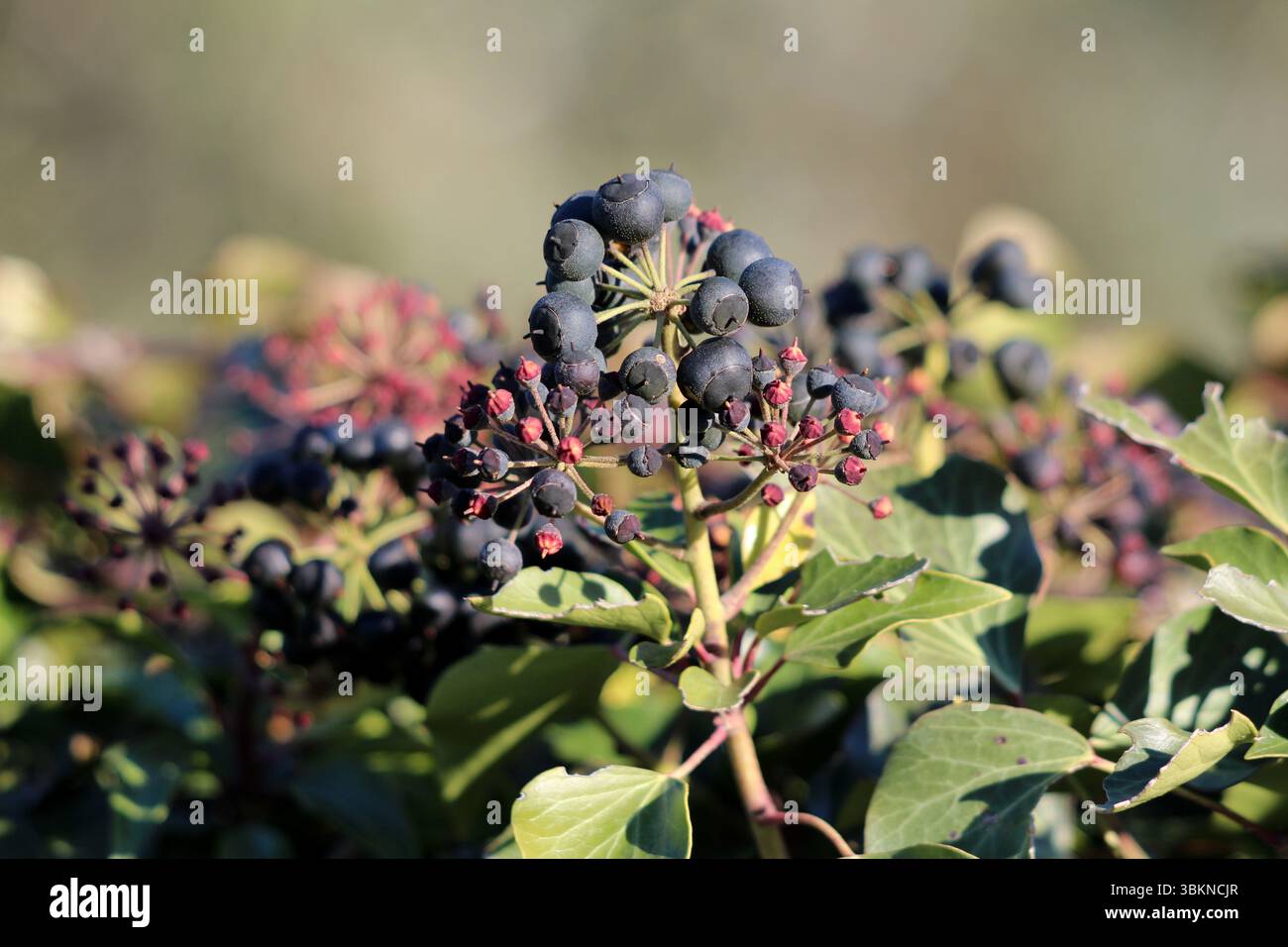Hedera Helix, chiamata anche edera comune e edera inglese, mostra gruppi di bacche nere e foglie verdi lucide su un vitigno alpino legnoso, fiorente Foto Stock