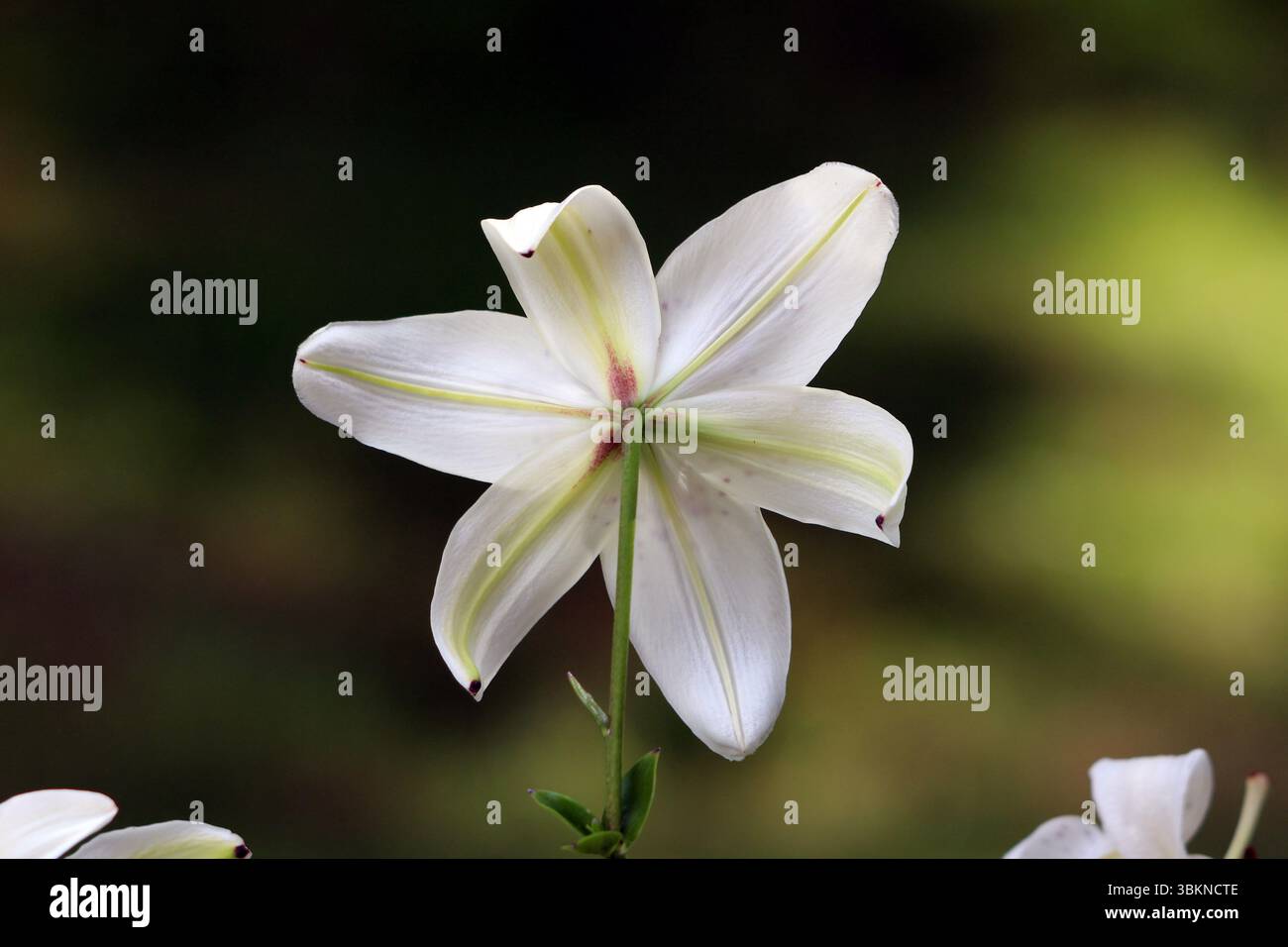 Lily Lilium, chiamato anche giglio pasquale e giglio tromba, mostra una fioritura bianca dal retro, rivelando vene verdi pallide e uno stelo centrale Foto Stock