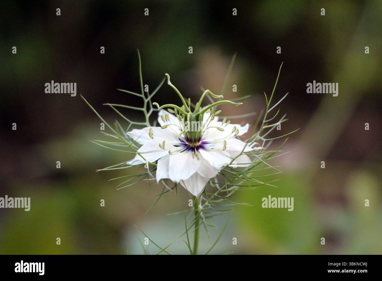 Nigella damascena, chiamata anche diavolo in un cespuglio e cumino nero, mostra un delicato fiore bianco con centro viola e bract verdi fini Foto Stock
