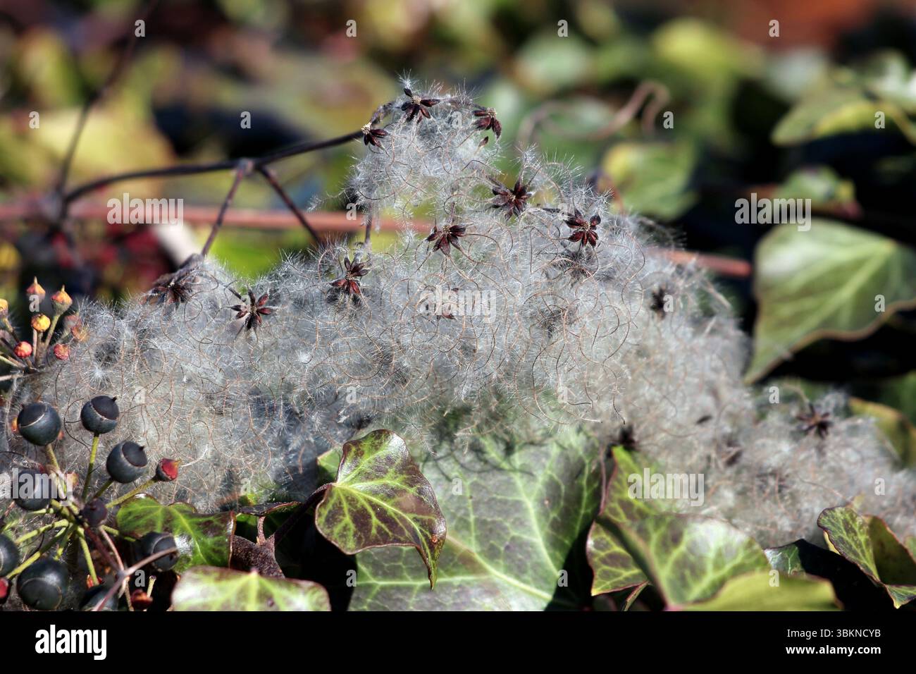 La barba di Old mans Clematis vitalba, chiamata anche la gioia del viaggiatore e le clematis selvatiche, mostra soffici semi bianchi con centri a forma di stella, che si mescolano Foto Stock